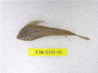 藏品(扁(魚銜))的圖片